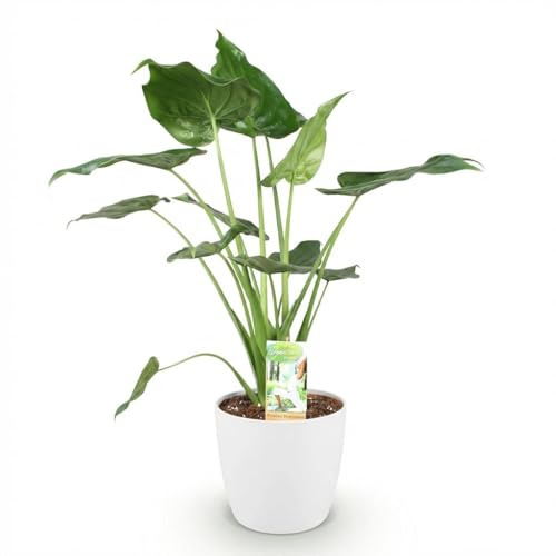 Oasis of Life Alocasia Cucullata Buddha Zimmerpflanze Ø21 cm 65-70 cm | pflegearm, für Wohnraum und Arbeitsplatz, dekorativer Wuchs, für helle Standorte