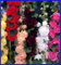 Double Mix Chater trémière 15 graines Beautiful Flowers Fluffy - COULEURS EXCEPTIONNELLES!