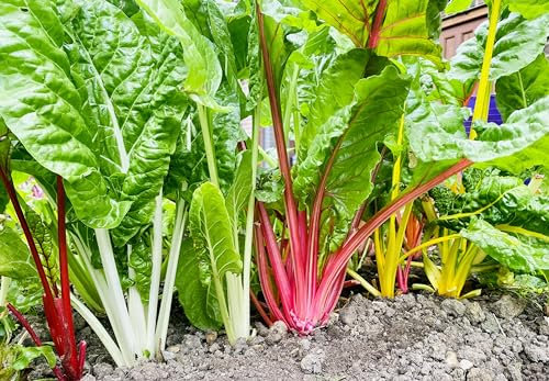 Lettuce Mixed Leaf Mesclun Mix 3 Plug Plants, Grow Your own Veg, Garden Ready