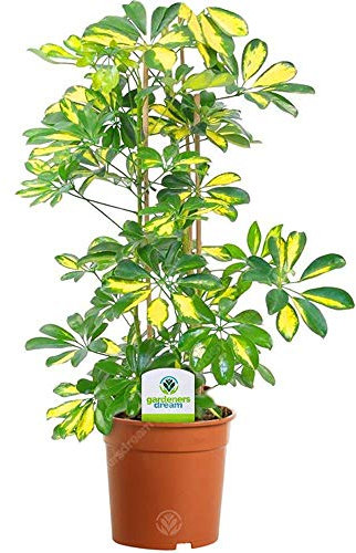 GardenersDream Schefflera Gerda Plant - Live Evergreen Indoor House Plants - Healthy Indoor Plants for Home and Office - Great Gifts for Plant Lovers (35-45cm incl. 13cm Pot)