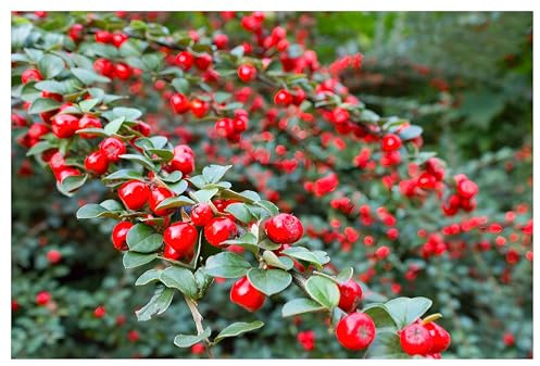 Stauden Gänge 50 x Cotoneaster dammeri 'Coral Beauty' Teppichmispel | Immergrüner Bodendecker für Sonne bis Halbschatten, Blüte Mai bis Juni, mehrjährig, 9x9 cm Topf