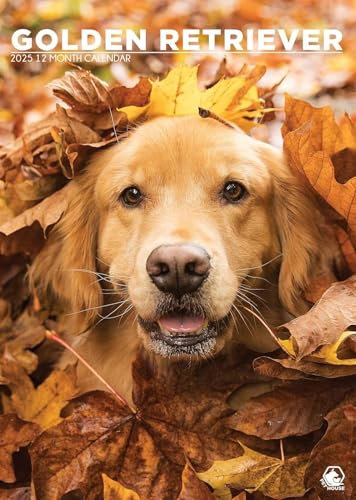 Golden Retriever Kalender 2025
