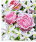 BALDUR Garten Set Kletterrose & Klematis: Clematis Armandii & Rose Nahéma®, 2 Pflanzen mehrjährige blühende Kletterpflanzen, wunderschöne Blütenpracht, winterhart, bienenfreundlich, blühend