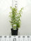 Kerria jap. 'Pleniflora' - Ranunkelstrauch 50-60 cm - Container