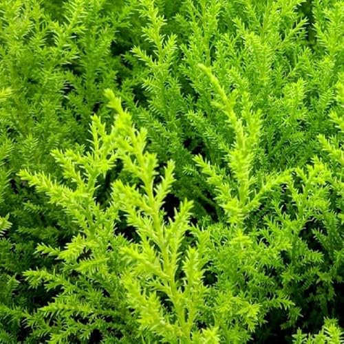 Pianta Cipresso Golden Crest