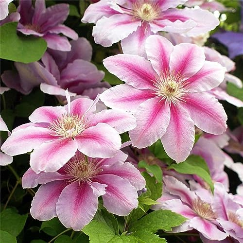 Clematis Rhizome, MehrjäHrig, Winterharte, Sehr Bienenfreundlich, Für Garten, Überraschend wachsend, Lange BlüTezeit, Balkon Rhizome,-6zwiebeln-F