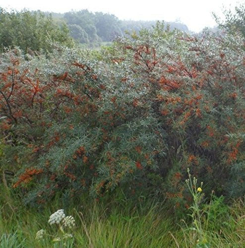 Hippophae rhamnoides Pollmix - Sanddorn männlich
