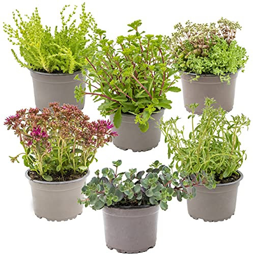 Bloomique - 6er-Mix - Steingartenpflanzen-Mix - Felsenpflanzen - Gartenpflanzen - Winterhart - 15-25 cm Hoch - Topf 14 cm