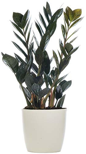 Zamioculcas Raven Plante ZZ Noir pour la Maison ou le Bureau (de 30 à 40 cm avec pot)
