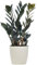 Zamioculcas Raven Plante ZZ Noir pour la Maison ou le Bureau (de 30 à 40 cm avec pot)
