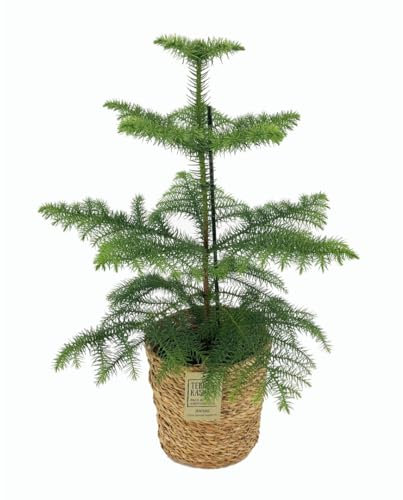 Plant in a Box - Araucaria Heterophylla - Inklusive Korb - Norfolk Tanne - Zimmerkiefer - Topf 17cm - Höhe 50-60cm