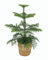 Plant in a Box - Araucaria Heterophylla - Inklusive Korb - Norfolk Tanne - Zimmerkiefer - Topf 17cm - Höhe 50-60cm
