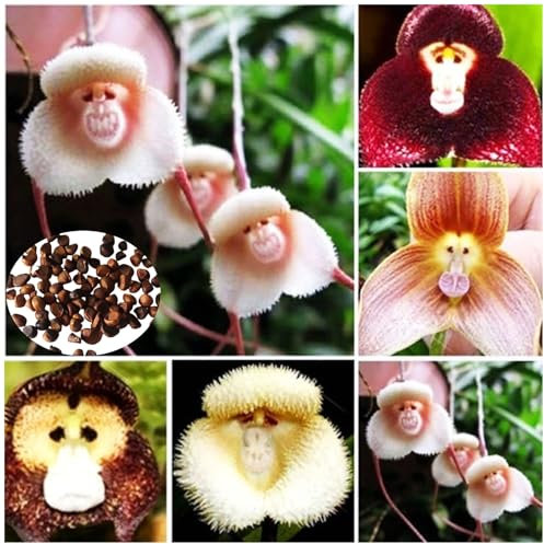 【100/200 Stück】Seltene Monkey Face Orchideen Samen - Exotische Blumensamen mit Einzigartiger Affengesicht Form - Leicht zu Züchtende Zimmerpflanzen für Garten, Balkon & Wohnung (200)