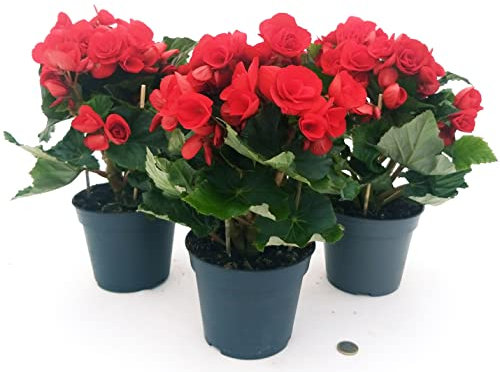 POWERS TO FLOWERS - BEGONIA BALADIN (ROSSA), 3 PIANTE, VASO 14 CM, piante vere