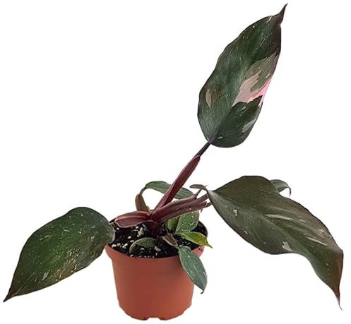 Fangblatt - Philodendron Pink Princess ''M - Ø 9 cm''Topf - Baumfreund mit pinker Färbung - atemberaubende Sammlerpflanze - wundervolle Grünpflanze
