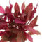 K2AQUA Alternanthera Reinecki Rosanervig Live Aquarium Plant for Freshwater Tropical Tanks Fast Growing Beginner Friendly
