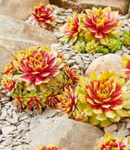 BALDUR Garten 4x Sempervivum 'Gold Nugget®', Pflanzen im 12 cm XL-Topf | immergrün & winterhart, pflegeleicht, trockenheitsverträglich, farbintensive Staude, Blickfang im Beet & Kübel