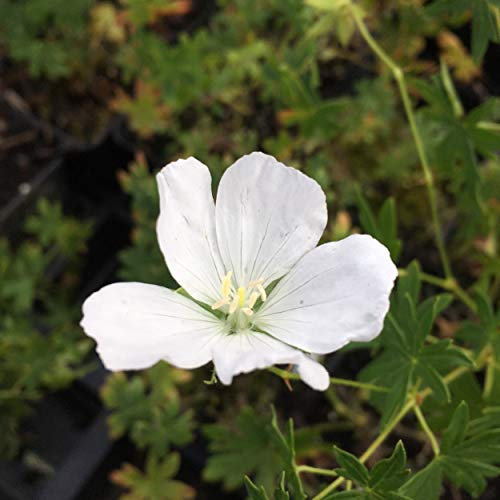 Garten-Schnee-Storchschnabel 'Album', Geranium sanguineum 'Album', P 0,5