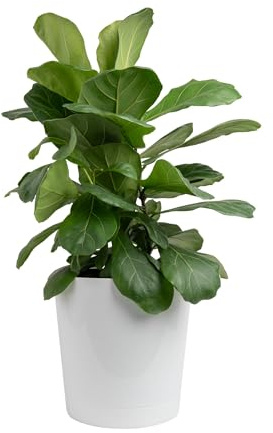 Costa Farms Fiddle Leaf Feigenbaum, Ficus Lyrata lebende Zimmerpflanze, luftreinigende Zimmerpflanze in Dekorpflanzentopf, Bodeneintopfmischung, Einweihungsfeier, Zuhause, Büro und Innenraum, 60 - 90