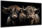 DARO Design - Wand-Bild auf 6mm HDF 40x30 cm 2 Rinder Köpfe - Wand-Deko Bilder Geschenk