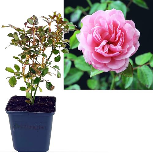 Rose rosa 3 Stück | Bodendeckerrose Rosa the Fairy Intragarten im Topf gewachsen Rosenbusch