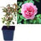 Rose rosa 3 Stück | Bodendeckerrose Rosa the Fairy Intragarten im Topf gewachsen Rosenbusch