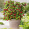 Rote Himbeere 'Summer Lovers Petite Red' 1 Pflanze, Rubus idaeus Himbeerpflanze, mehrjährig, winterhart, blühend, Obstgehölz, süße essbare Früchte, für Balkon, Terrasse, Garten, Obst-Rarität