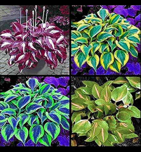 Planta Hosta, Bulbo de flores resistente al invierno en gran formato, fácil de cultivar. Cebollas resistentes al invierno, cebollas Hosta, Crecimiento rápido, compatible con las mariposas, 10 bulbos-H