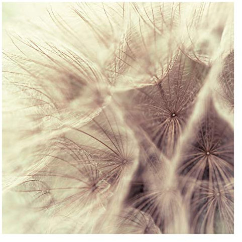 Fototapete Pusteblumen - Detailreiche Pusteblumen Makroaufnahme mit Vintage Blur Effekt - Vliestapete Quadrat, Größe HxB: 288cm x 288cm