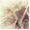Fototapete Pusteblumen - Detailreiche Pusteblumen Makroaufnahme mit Vintage Blur Effekt - Vliestapete Quadrat, Größe HxB: 288cm x 288cm