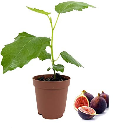 Árbol Natural Higuera Planta Que Genera Higos Negros de Calidad