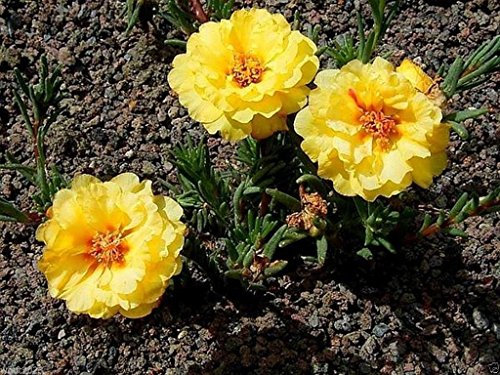 Moss Rose Seeds - Yellow ~ 200 Samen Groß in Behälter, tolerieren Hitze und drough