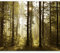 murando Fotomurales autoadhesivo Bosque 441x315 cm Papel Pintado Decoración de Pared Murales Pegatina decorativos adhesivos 3d moderna de Diseno Fotográfico Naturaleza Arquitectura c-B-0254-a-a
