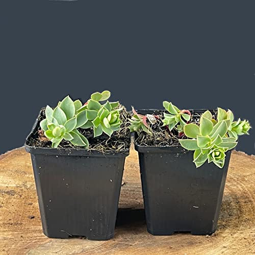 Euphorbia myrsinites/Walzen-Wolfsmilch