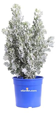 Pianta di Atriplex Nummularifolia Silver Holly pianta da estrno pianta ornamentale pianta da siepe cespuglio di Atriplex pianta vera venduta da eGarden.store