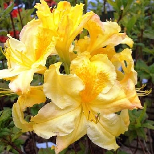 Knap-Hill Azalee 'Gelb' - Azalea knaphill 'Gelb' - 40-50 cm - Topf - Duftende Gartenpflanze für Beet