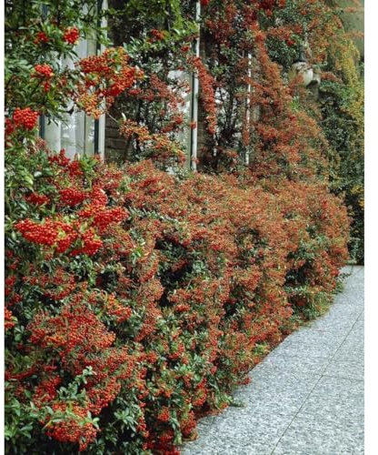 Pyracantha Firethorn 'Red Column' Hardy Evergreen 50-60cm Tall Sold in Deep Pot - RHS Plants for Pollinators