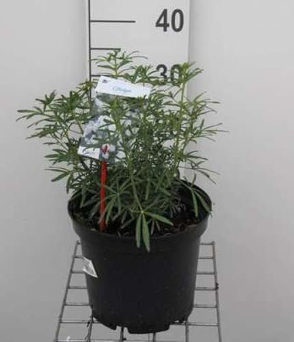Choisya tern. 'White Dazzler'® - Oranger Du Mexique 30-40 cm en pot