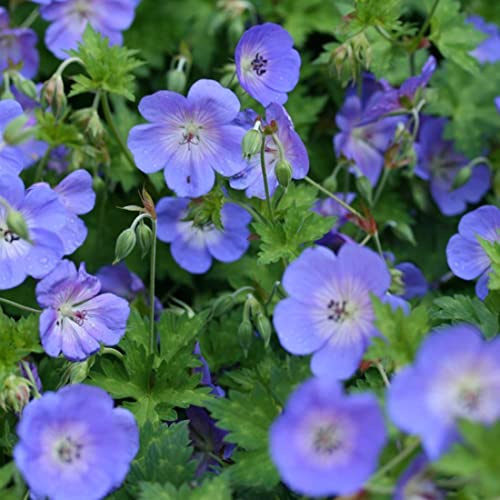 12 unità Geranium 'Rozanne' - Perenne Cranesbill Vaso 9x9cm ±1 m² - Geranio con Fiori Blu e Rosa per Giardini e Bordure