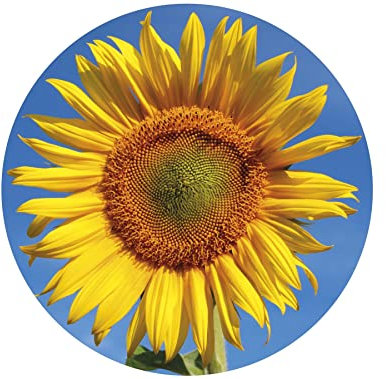 Puzzle mit Sonnenblume, 400 Teile