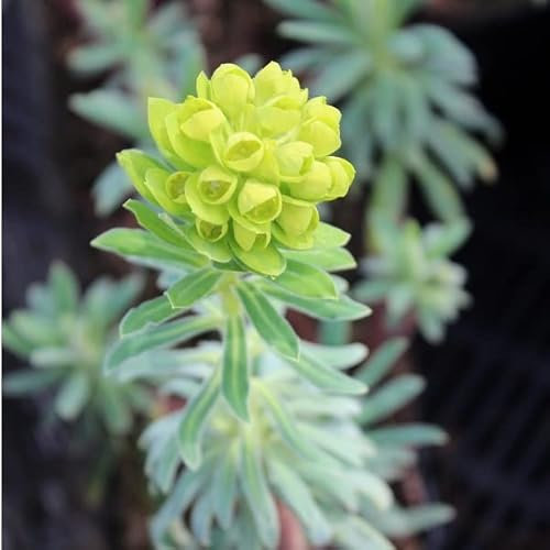 6x Garten Wolfsmilch - Euphorbia characias - Kleincontainer 9x9cm