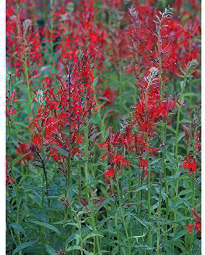Blumixx Stauden Lobelia cardinalis - Kardinals-Lobelie, im 0,5 Liter Topf, leuchtend rot blühend