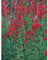 Blumixx Stauden Lobelia cardinalis - Kardinals-Lobelie, im 0,5 Liter Topf, leuchtend rot blühend
