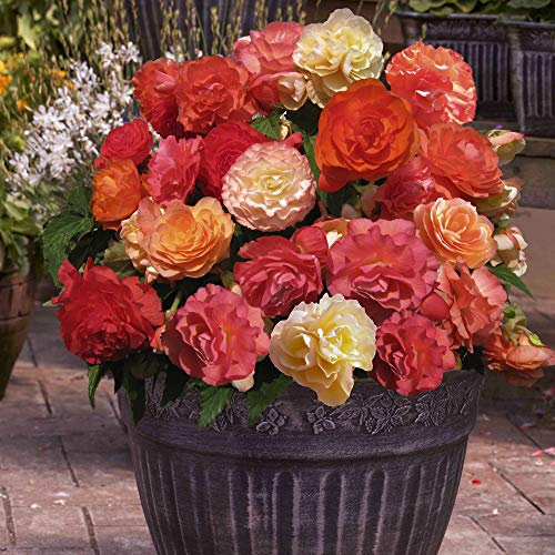 Begonia Heaven Scent x 10 Tubers