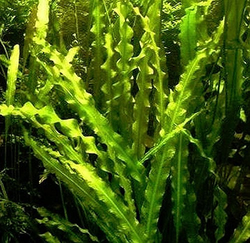 5 x Live Aquarium Bulb - APONOGETON CRISPUS Plant Tropical Fish Tank Hide for Betta