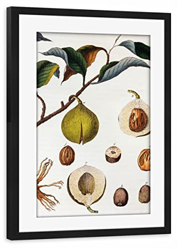 artboxONE Poster mit Rahmen schwarz 60x40 cm Muskatnussbaum von Culture Images - gerahmtes Poster