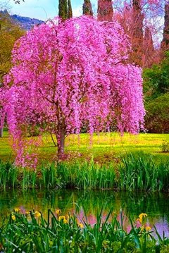 10pcs / bag giapponese semi di albero bonsai sakura, piangente ciliegio, giardino domestico di DIY i semi Dwarf sakura belle semi di fiori 3
