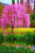 10pcs / bag giapponese semi di albero bonsai sakura, piangente ciliegio, giardino domestico di DIY i semi Dwarf sakura belle semi di fiori 3