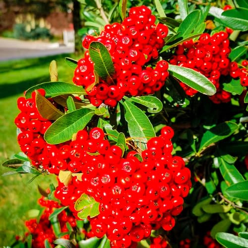 GardenersDream Pyracantha Mohave - Buisson Ardent Orange Résistant au Froid - Plante Grimpante Persistante - Plante Extérieur Vivace à Baies