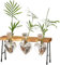 Eastuy Pflanzenvermehrungsstation Terrarium - Tischkübel aus Glas mit Holzständer für Hydrokultur | Blumenzwiebel-Vase-Herz-Pflanzenterrarium für Home-